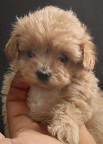 maltipoo mini genitori con pedigree