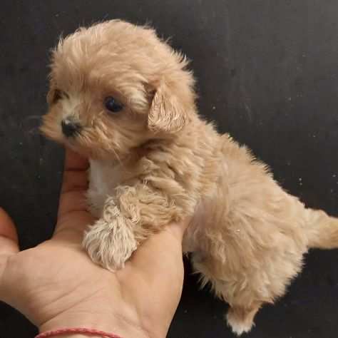 maltipoo mini genitori con pedigree