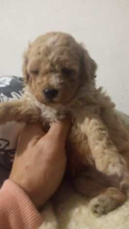 maltipoo mini genitori con pedigree