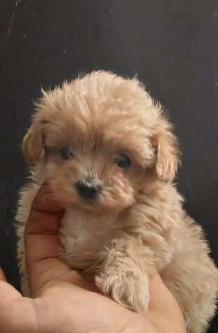 maltipoo mini genitori con pedigree