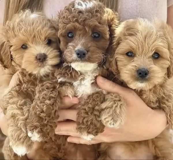 Maltipoo toy