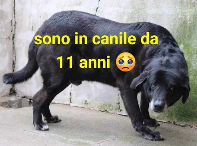 Mambo, 11 anni, in canile da tutta la vita, dolce