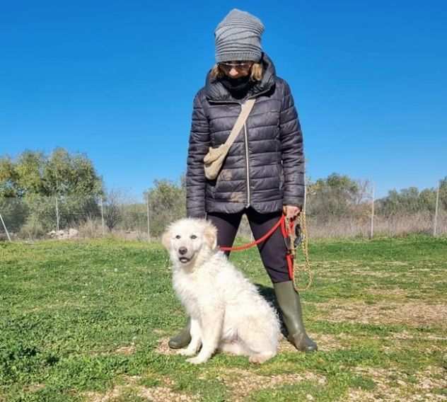 Mambo meraviglia morbidosa in adozione