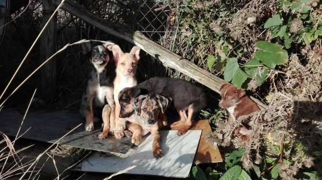 Mamma e 5 cuccioli stupendi in cerca di casa