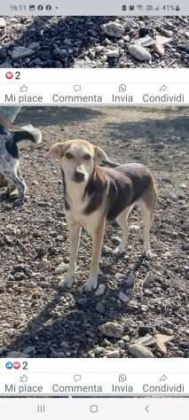 Mamma Luna e i suoi cuccioli cercano casa