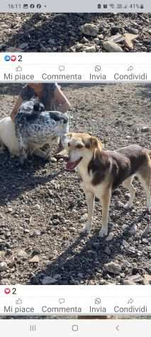 Mamma Luna e i suoi cuccioli cercano casa