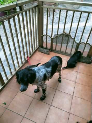 Mamma Matilde e i suoi cuccioli cercano casa