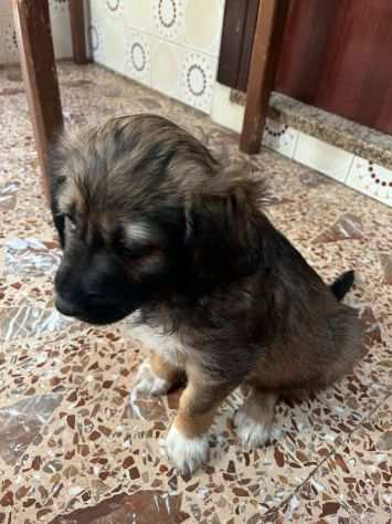 Mamma Matilde e i suoi cuccioli cercano casa