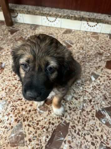 Mamma Matilde e i suoi cuccioli cercano casa