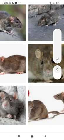 Mammiferi infestanti topi ratti Disinfestazione