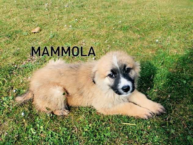 MAMMOLA, bella cuccioletta di 4 mesi in adozione