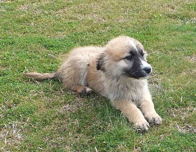 MAMMOLA, bella cuccioletta di 4 mesi in adozione