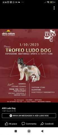 Manifestazione cinofila trofeo LUDODOG