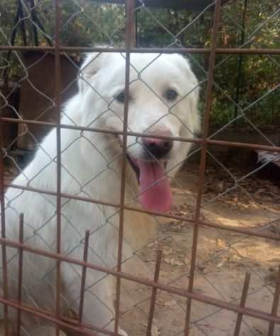 Maremmano 1anno ama star fuori, chi ha posto x lui CALABRIA