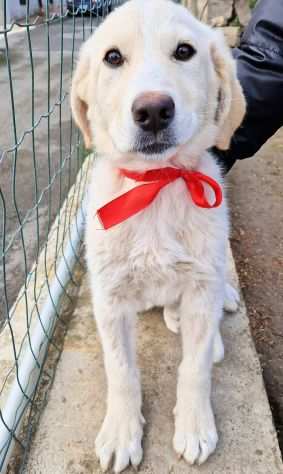 Margie,cagnolina triste in canile