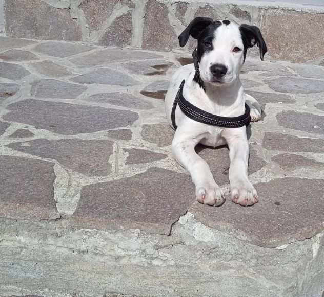 Margot cucciola di 6 mesi a Milano