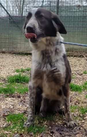 Margot mix Border Setter 9mesi mollata dal cacciatore.LAZIO