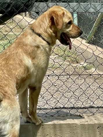 Marley Labrador