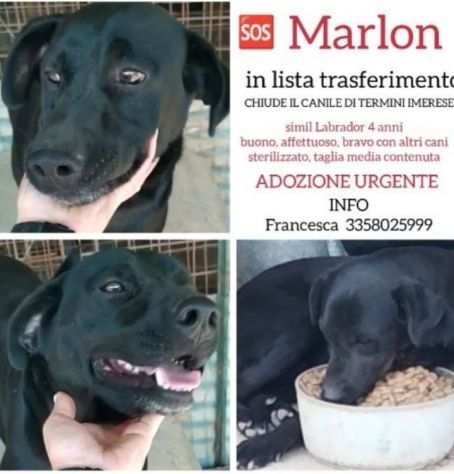 Marlon 4anni nero simil Labrador IL CANILE HA CHIUSO SOS PALERMO