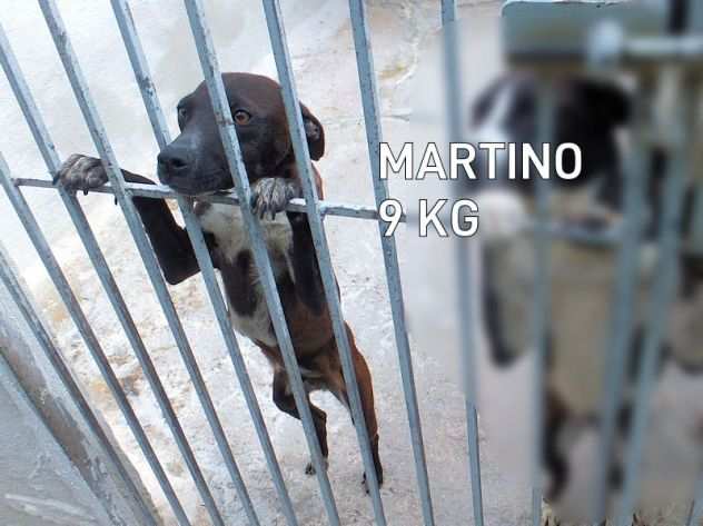 Martino (taglia piccola) cagnolino gentile