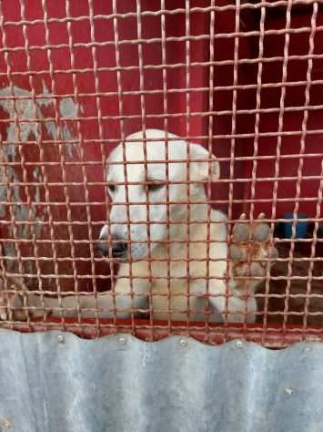 Masha cucciolona di labrador in galera