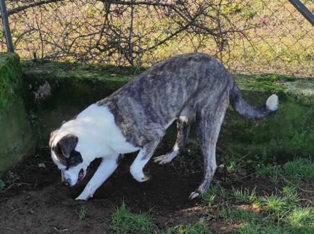 MAX CANE IN ADOZIONE.