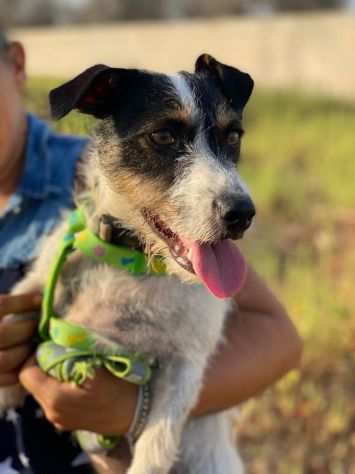 Maya la dolcissima cagnolina che aspetta una famiglia