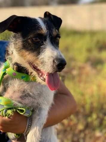 Maya la dolcissima cagnolina che aspetta una famiglia