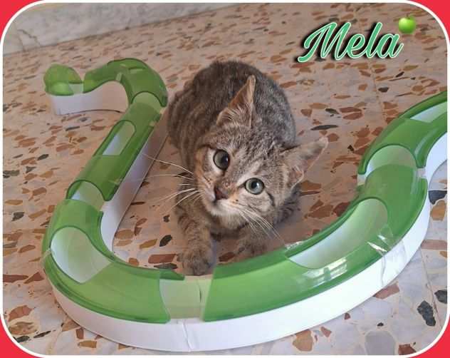 Mela dolcissima gattina 3 mesi