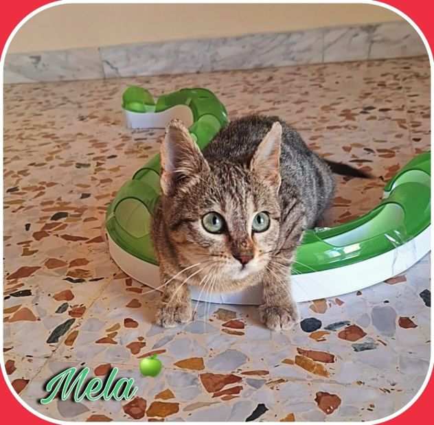 Mela dolcissima gattina 3 mesi