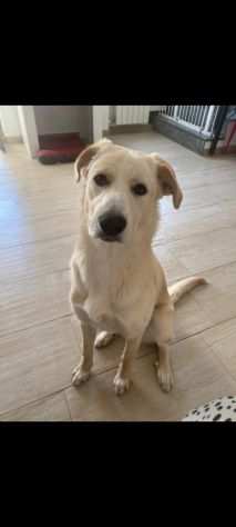 Melody giovane simil labrador a Milano