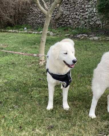 Meravigliosa cucciolona in adozione