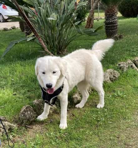 Meravigliosa cucciolona in adozione