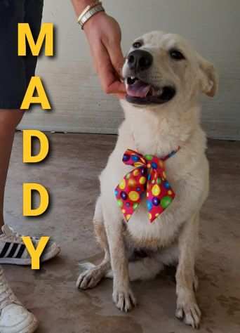 MERAVIGLIOSA MADDY