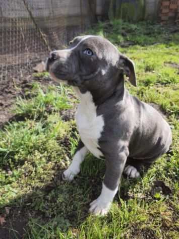 meravigliosi cuccioli AMSTAFF