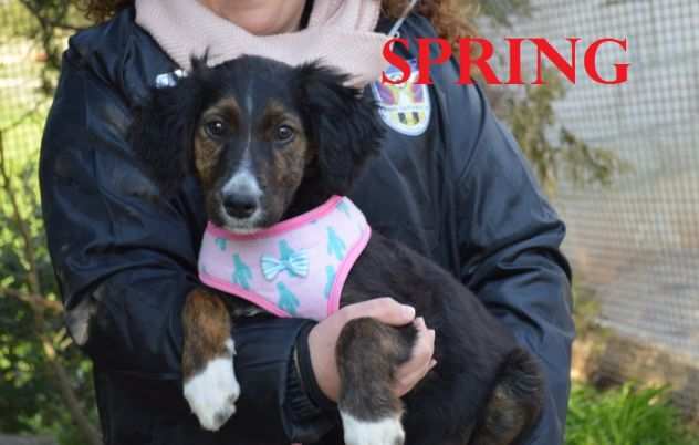 Meravigliosi cuccioli in cerca di casa