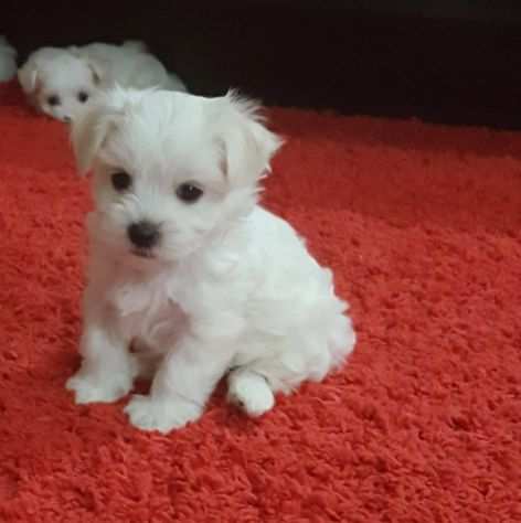 Meravigliosi e bianchissimi cuccioli maltese