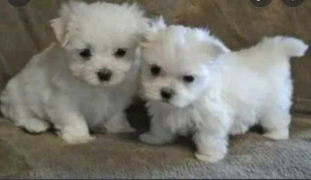 Meravigliosi e bianchissimi cuccioli maltese