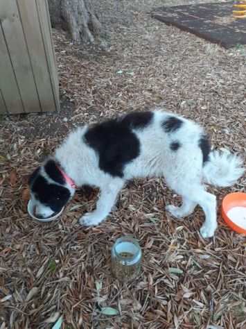 Meraviglioso cucciolo simil border collie adozione urgente