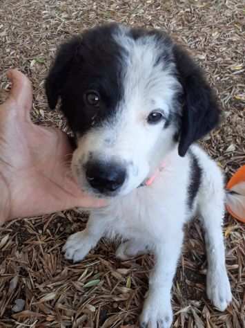 Meraviglioso cucciolo simil border collie adozione urgente