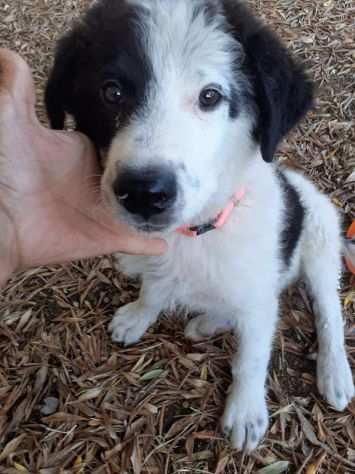 Meraviglioso cucciolo simil border collie adozione urgente