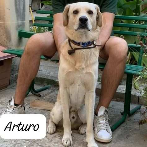 Meraviglioso simil Labrador senza casa