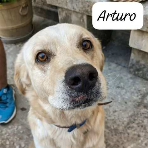 Meraviglioso simil Labrador senza casa