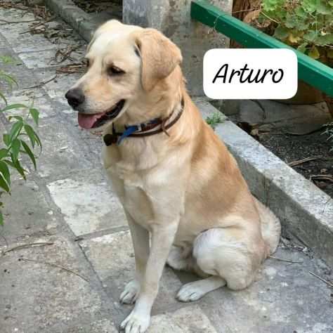 Meraviglioso simil Labrador senza casa