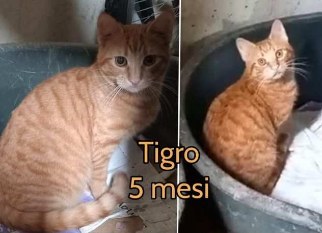 MI ADOTTI MICINI BISOGNOSI