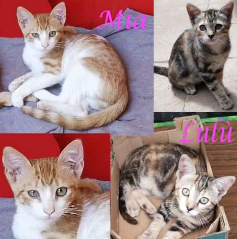 MIA e LULU, gattine in adozione