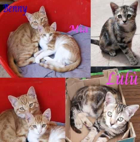 MIA, LULU, BENNY, gattini in adozione