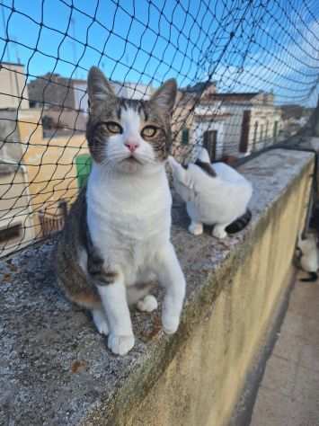 Mia splendida gattina di 7 mesi