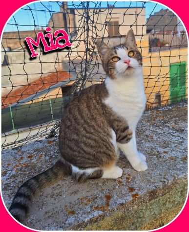 Mia splendida gattina di 7 mesi