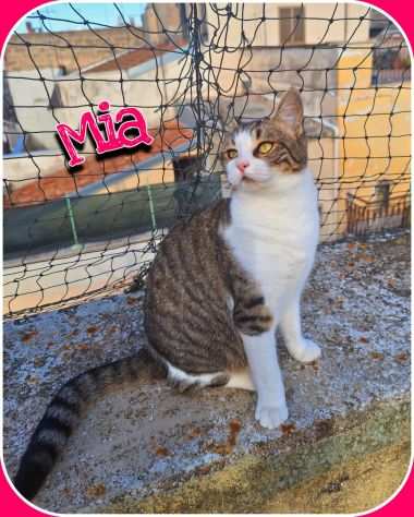 Mia splendida gattina di 7 mesi